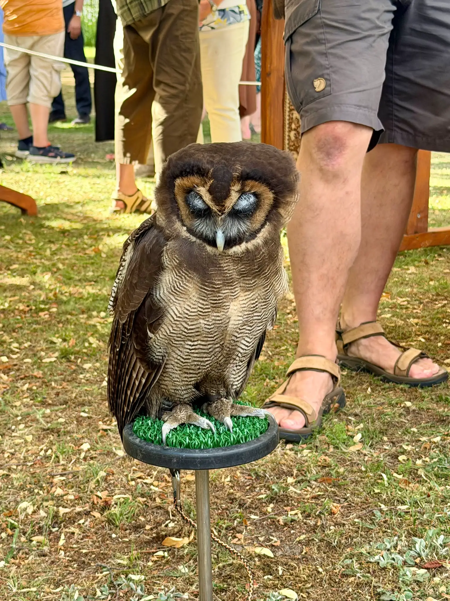 Parkfest · Barocker Gartentag im Gutspark Altjeßnitz, Foto 19