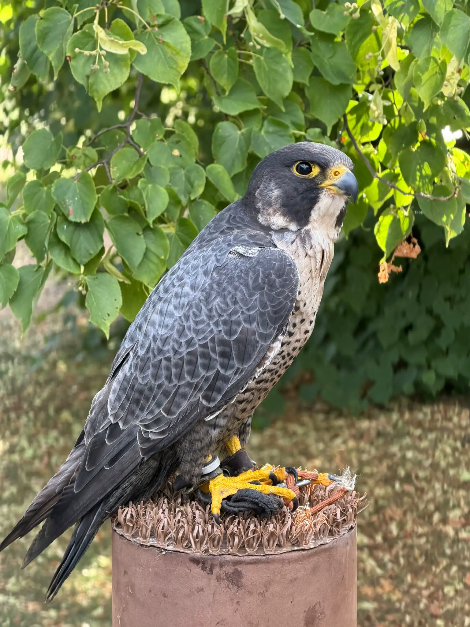 Parkfest · Barocker Gartentag im Gutspark Altjeßnitz, Foto 21